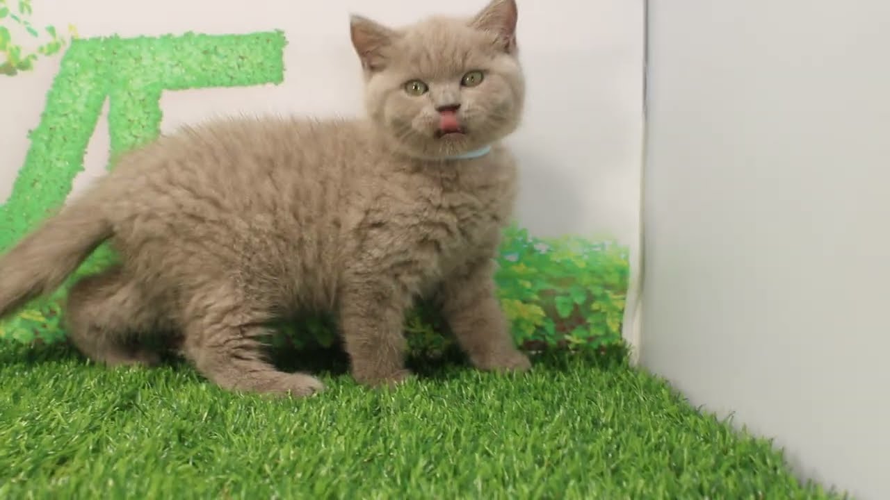 Coo&RIKU　No586552　ブリティッシュショートヘアー