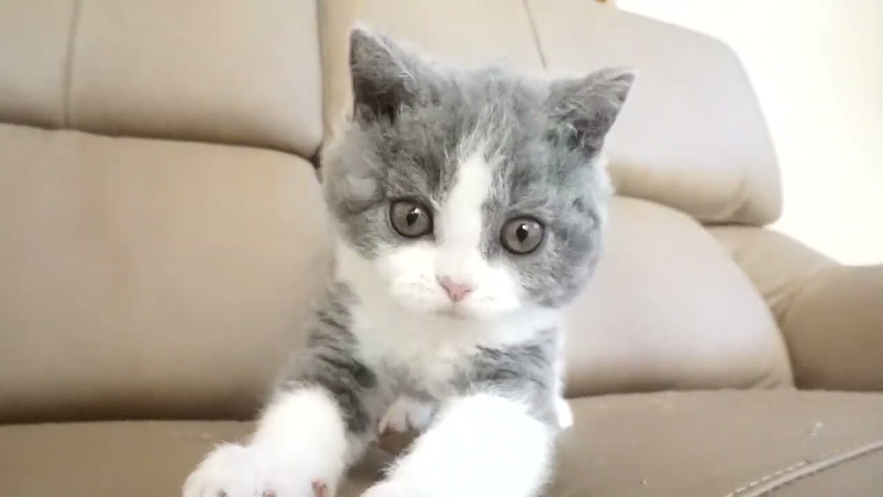 セルカークレックス子猫　2022.9.30産まれ 　ブルー＆ホワイト　女の子　シーダキャット猫のお店　Selkirk Rex