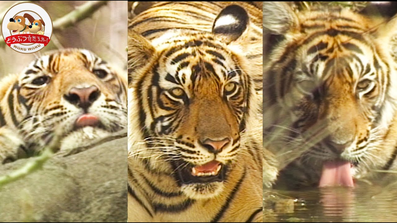 【密林の王者】絶滅の危機！ベンガルトラ・３つ子きょうだいを待ち受ける野生の試練【どうぶつ奇想天外／WAKUWAKU】