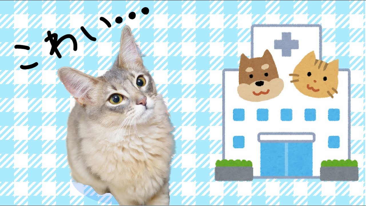 病院におびえてしまった子猫【ソマリブルー】