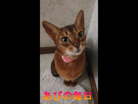 ネコ動画あび＃221　あびの毎日　ショート　アビシニアン　あび