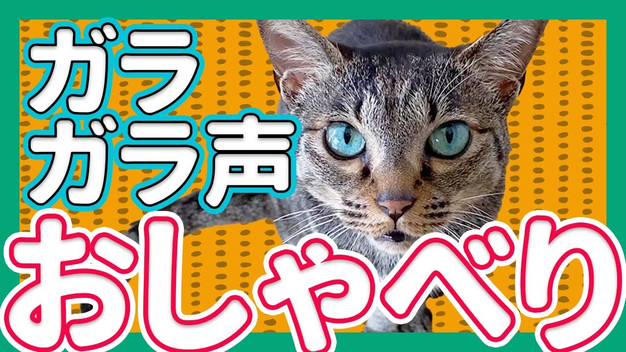ガラガラ声でおしゃべりするかわいい猫/キジトラ猫/日本猫
