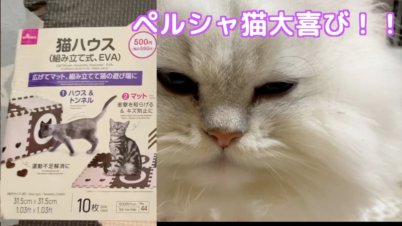 【ペルシャ猫】【多頭飼い】【ダイソー】猫ハウスでペルシャ猫大興奮！