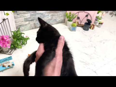 【ナナハチ’s ROOM】ボンベイの男の子　20200927