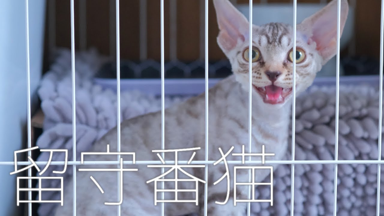 長めの留守番／デボンレックス