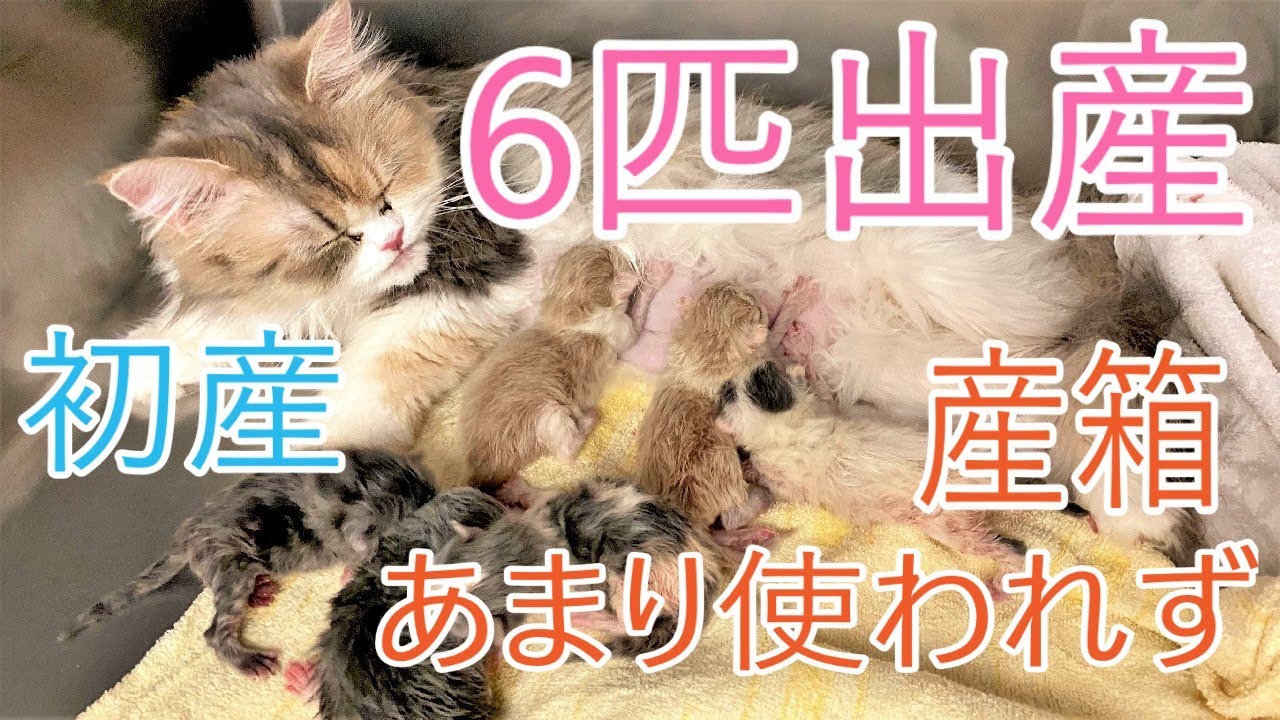 【閲覧注意】猫の出産！6匹の子猫が産まれましたCat Giving Birth【サイベリアン多頭飼い】