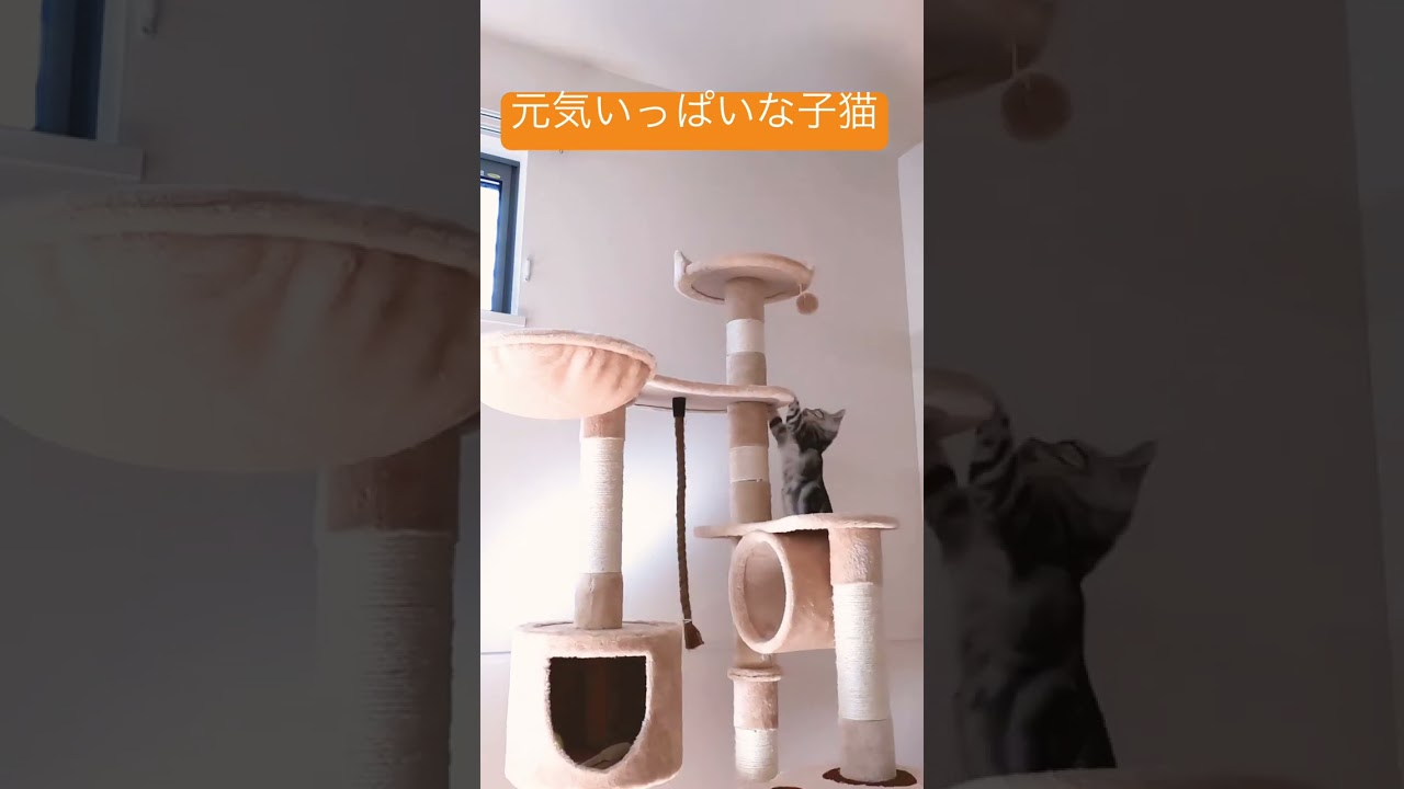 元気すぎる子猫【アメリカンショートヘアー】 #shorts #こねこ #アメショー
