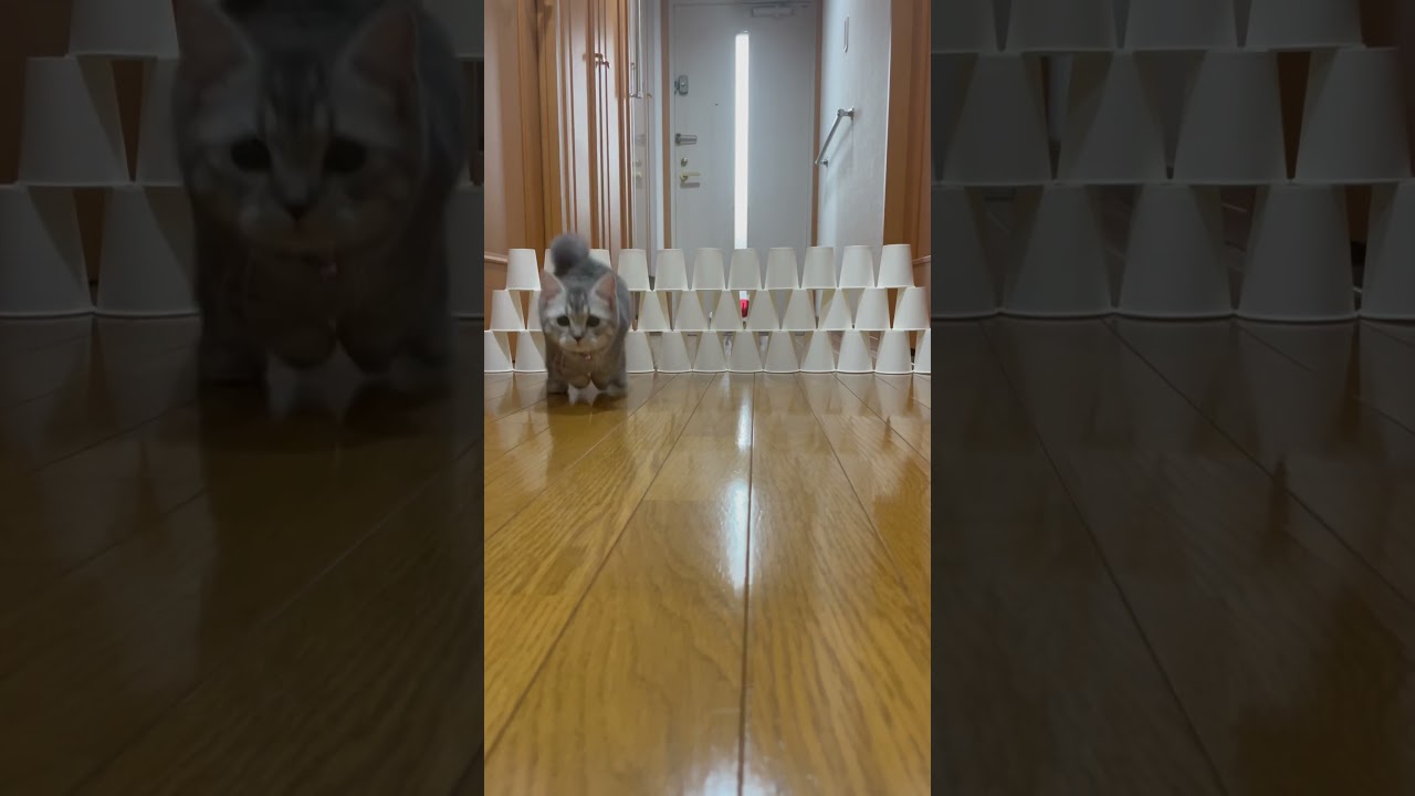 5秒後に可愛い猫😸 #shorts #猫 #マンチカン #cat #kitty #うま娘 #うまぴょい伝説