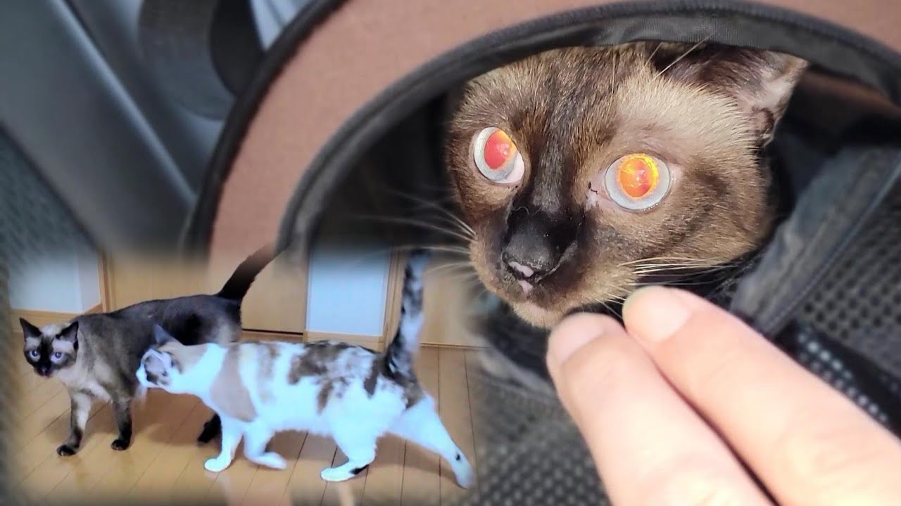 病院から帰宅直後の姉シャム猫に待っていた妹猫の接し方が凄かった🤗
