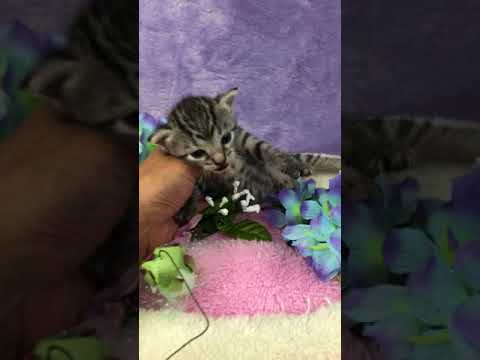 まだまだ、ヨチヨチ歩きの小さな小さな、エジプシャンマウの男の子です。