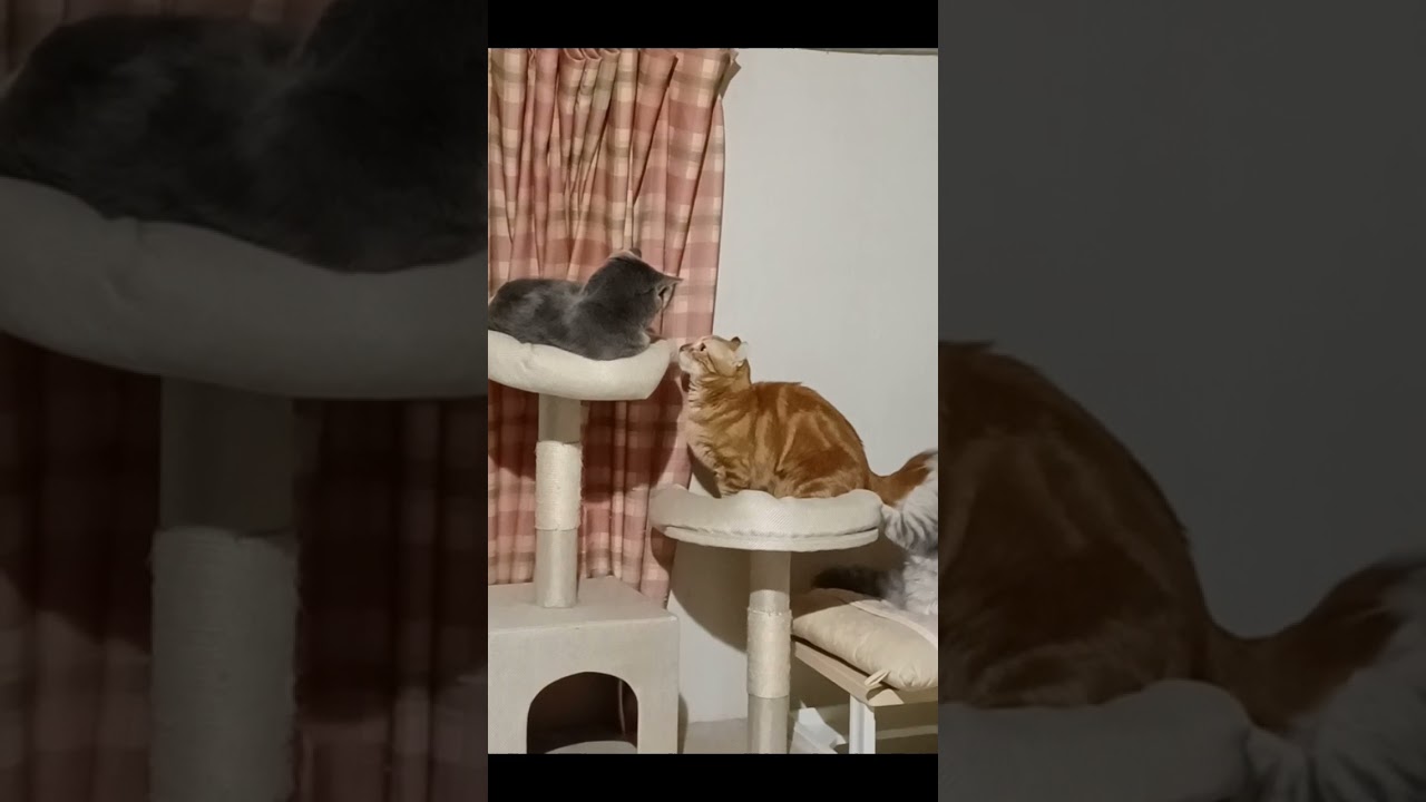 場所取り戦争の結果は？！#スコティッシュフォールド#キンカロー#マンチカン