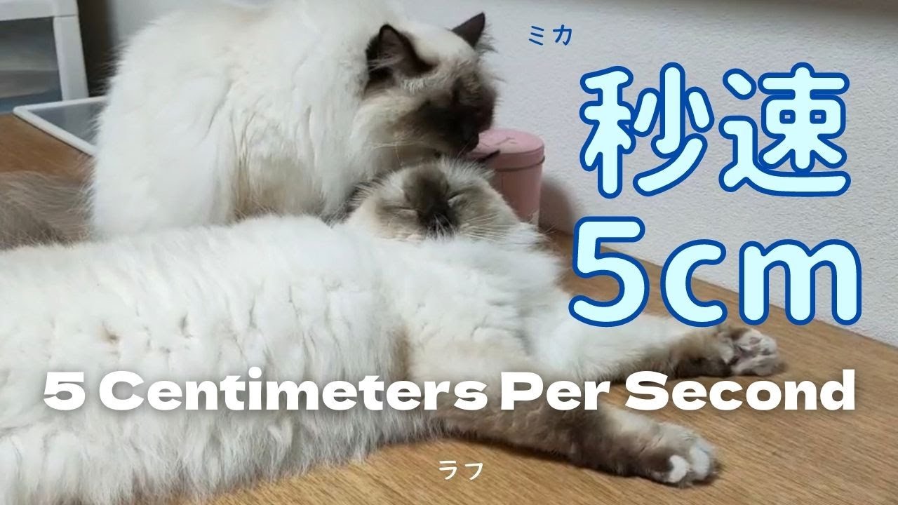 バーマン猫のグルーミング【秒速５cm】5 Centimeters Per Second（バーマン猫）Birman/Cat
