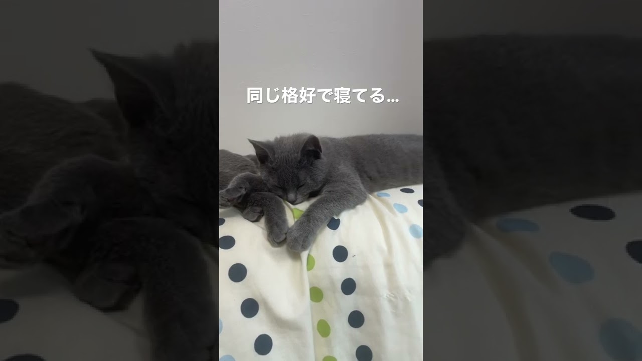 シャルトリューの双子は遊び疲れて同じ格好で寝るようです #シャルトリュー #猫 #猫のいる暮らし #chartreux #shorts