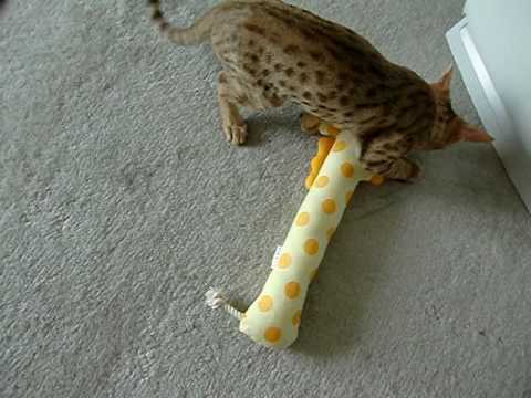 キリンVSオシキャット