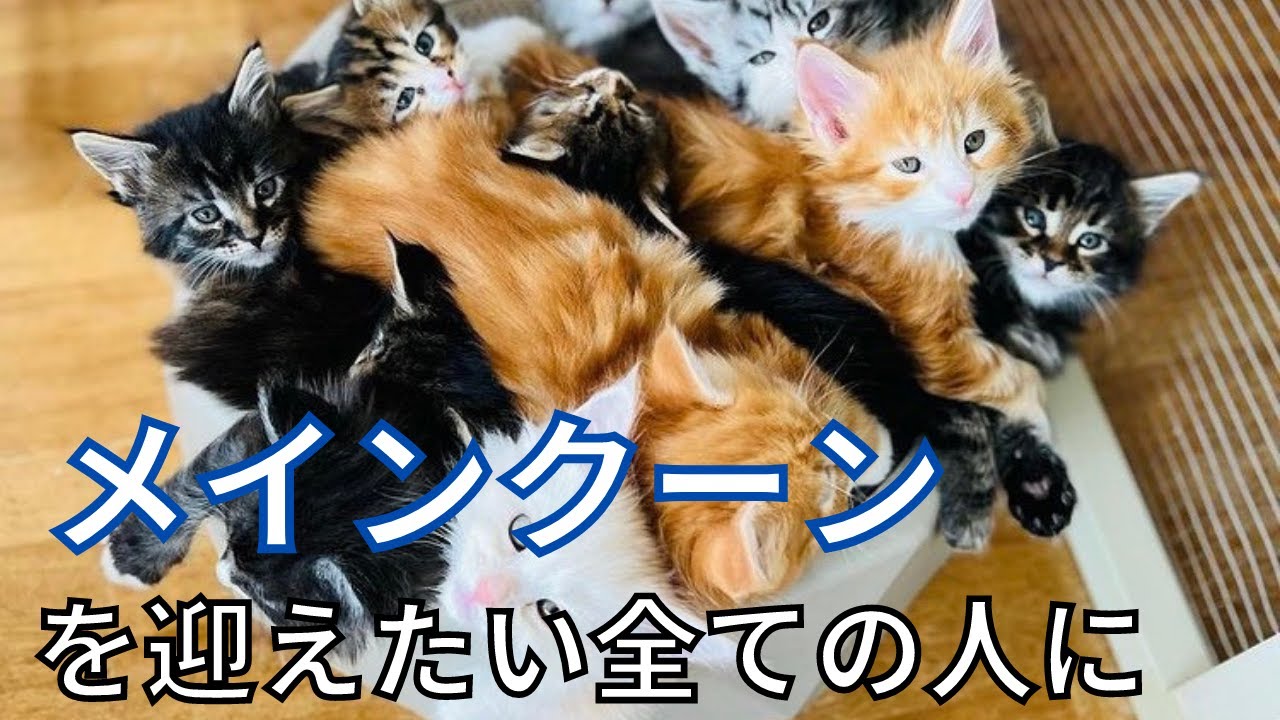 【ブリーダー訪問】メインクーンの特徴【神奈川県大和市 瀧たつ代ブリーダー様】