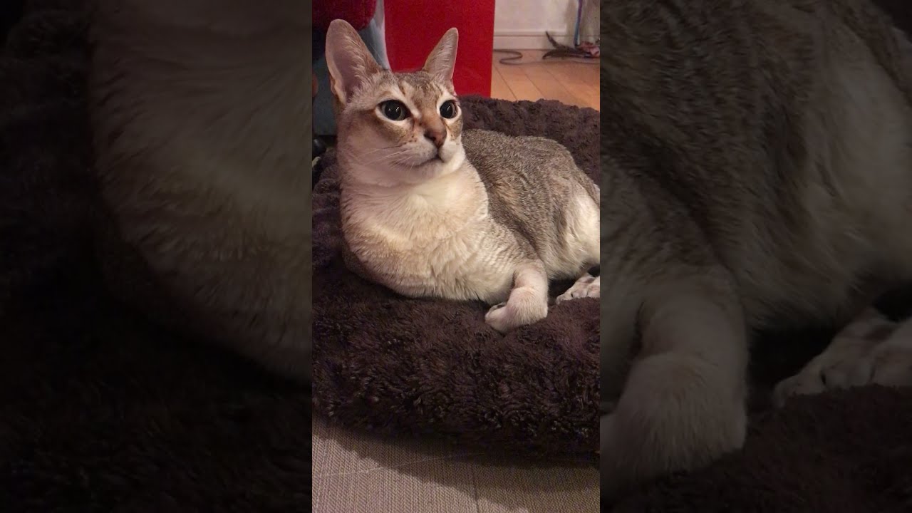 人の動きを目で追うシンガプーラなのにゃ♪
