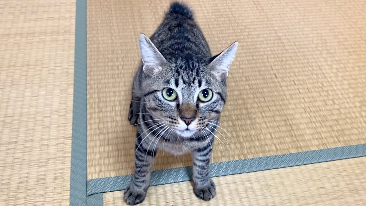 数日ぶりに帰宅したら子猫が凶暴化して襲いかかってきた...