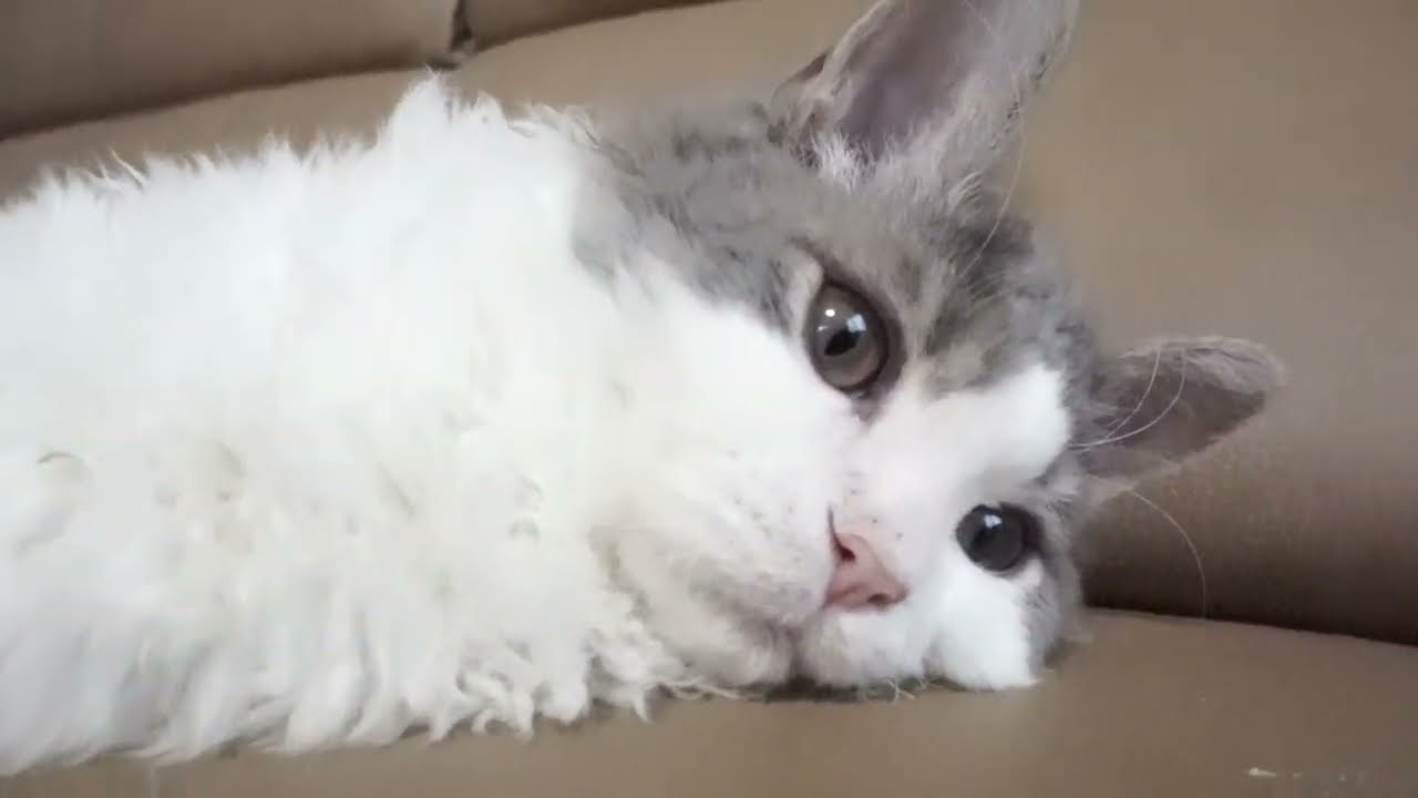 セルカークレックス子猫　2022.７.23産まれ　ブルー＆ホワイト　男の子　シーダキャット猫のお店