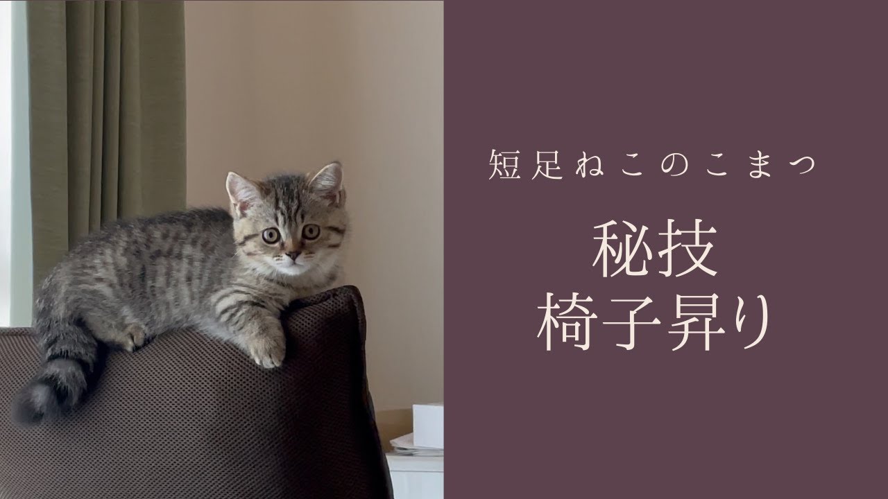 【短足仔猫】Kitty Ninja #Shorts