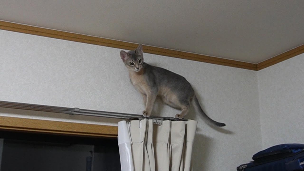 どうやって下りるん⁉おてんば猫【スコティッシュフォールド】【アビシニアン】