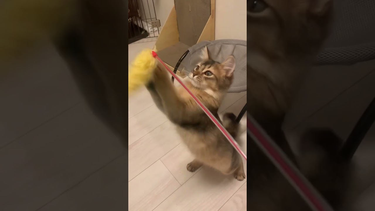 #ソマリ #癒し猫動画 #しっぽ吸い