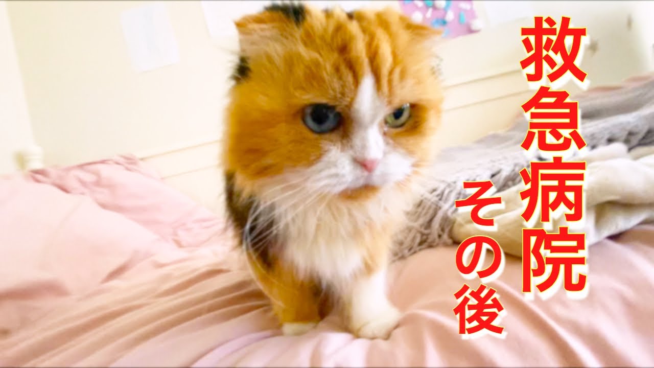 【ティッティ 】救急病院その後【スコティッシュフォールド】