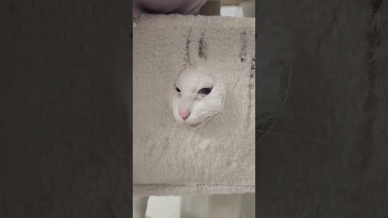 どうしてそこから… #shorts #アメリカンカール #猫動画