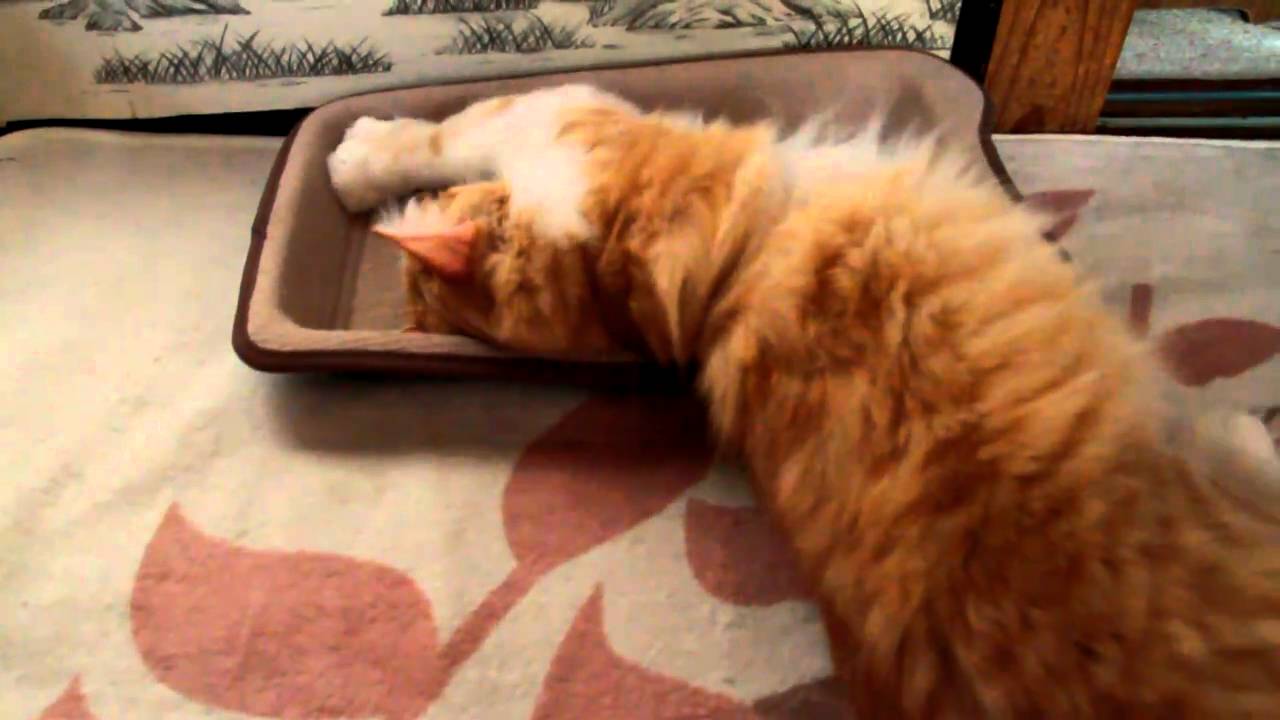 ターキッシュアンゴラ　またたびで酔うぷーちん