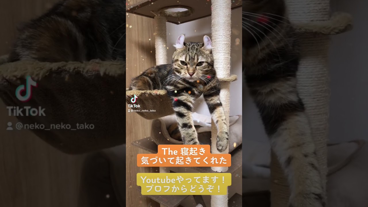 【#shorts】寝起きの猫 ツゥちゃんが可愛すぎる（アメリカンカール）