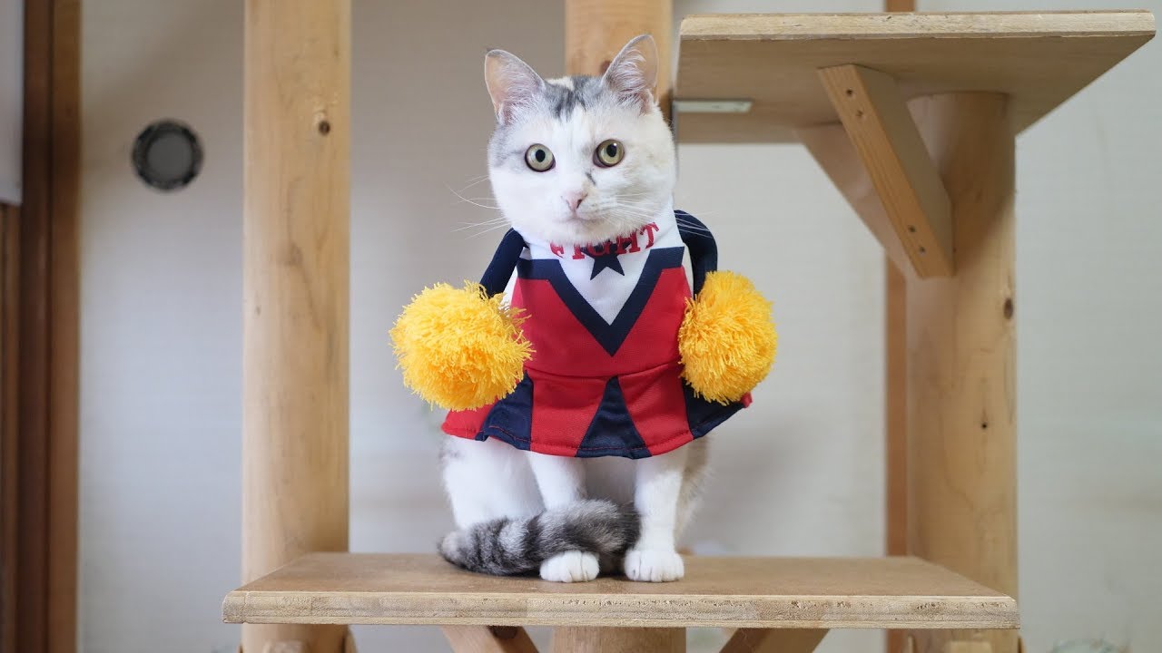 頑張れ日本！猫のチアリーダー