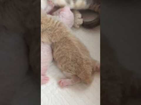 デボンレックスのベビ💝