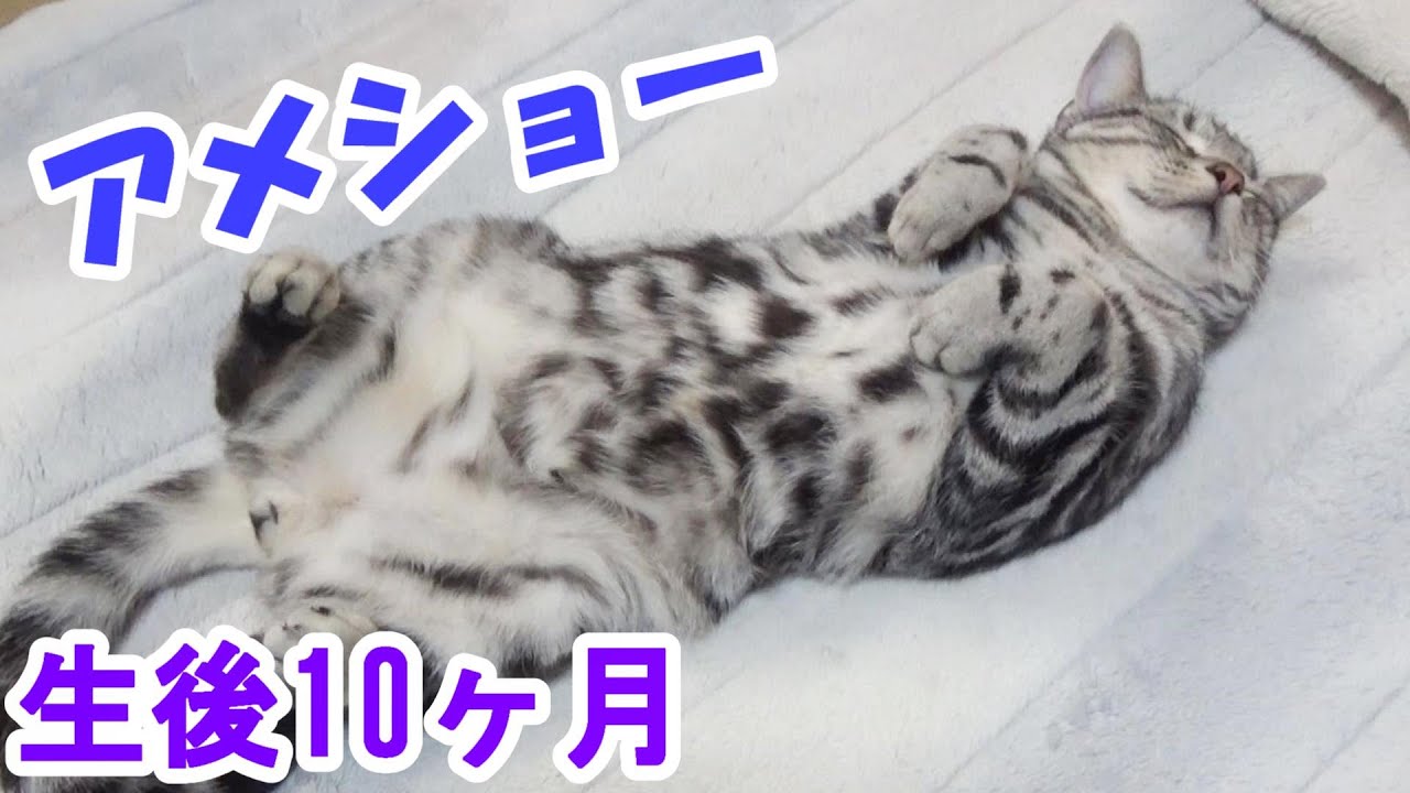 アメリカンショートヘアのソラ　生後１０ヶ月の様子