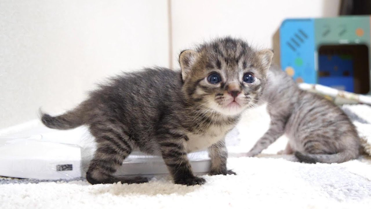 よちよち歩きの子猫がミルクに気づいてうれしそうな顔でママを見つめる【赤ちゃん猫　保護猫】