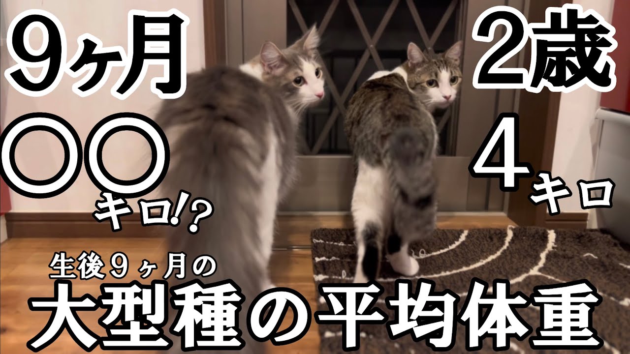 【大型種】ノルウェージャンフォレストキャットの生後９ヶ月の体重がヤバ過ぎた
