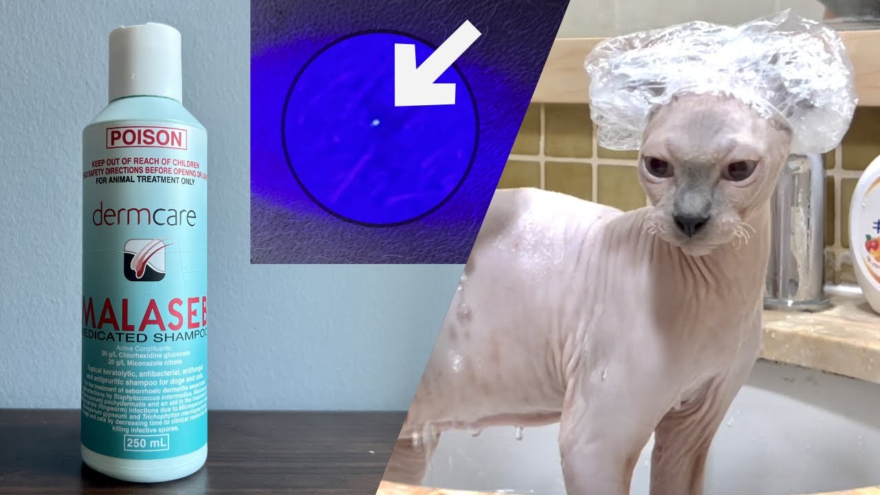 子猫から真菌？白癬菌？マラセブシャンプー使用開始【スフィンクス猫】