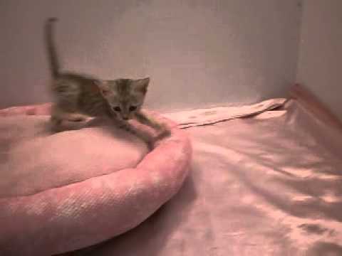 265914エジプシャンマウ