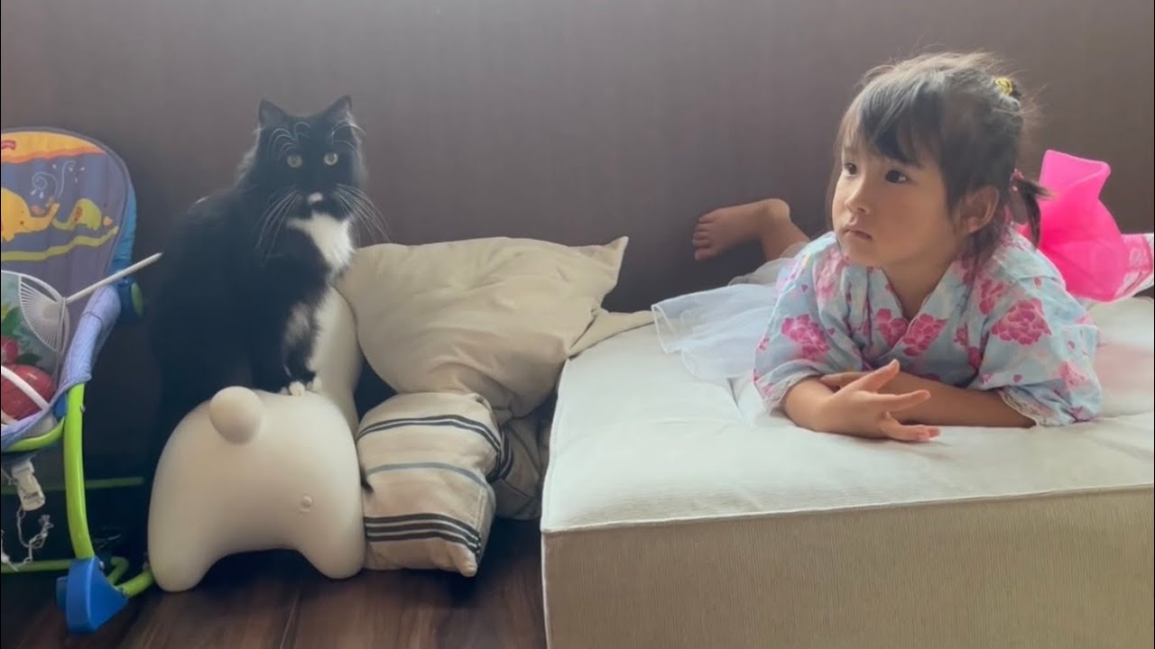 夏祭りの後、新たに一員となった生き物を受け入れる猫　ラガマフィン　A cat that accepts new creatures