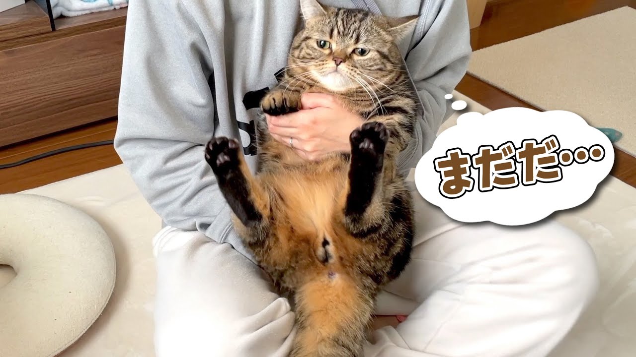 人形になりきって実は逃げる隙を狙ってる猫w