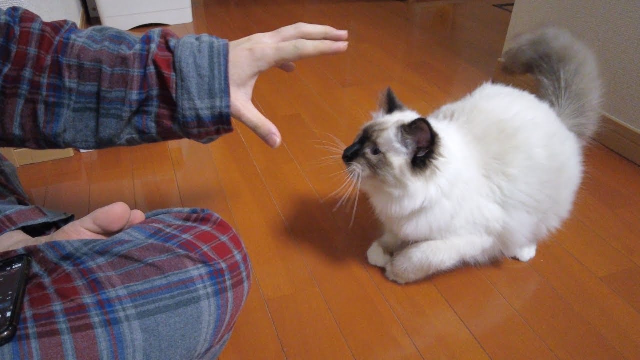 子猫が飼い主とマジで戦う5秒前【バーマン】