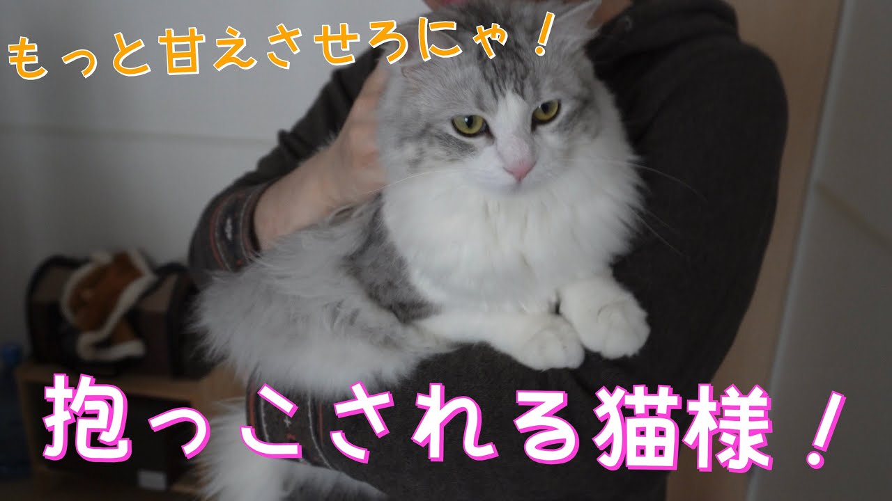 【猫】抱っこされる大型猫様【サイベリアン】