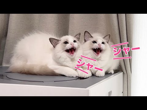 [大反省] 普段温厚な双子ラグドールに激怒されてしまいました...
