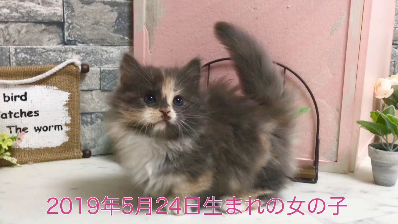 【ナナハチ’s ROOM】極短マンチカン☆ロングヘア   ブルークリーム＆ホワイト 20190718