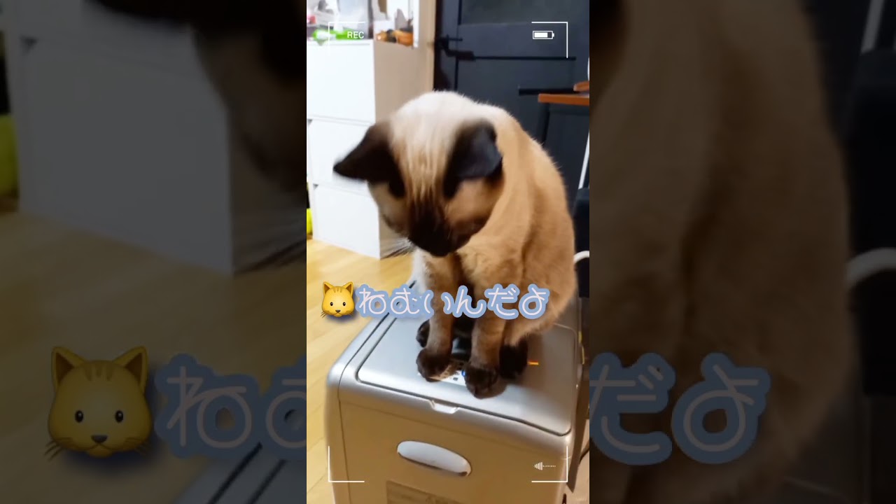 【猫】ちょっと、そこよけてくれません？？#shorts #猫 #元野良猫