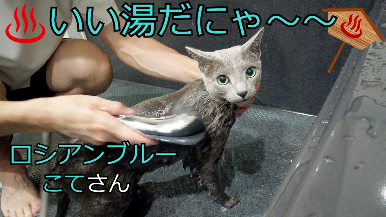 【お風呂】【ロシアンブルー】温かいシャワーが好き（＃71）