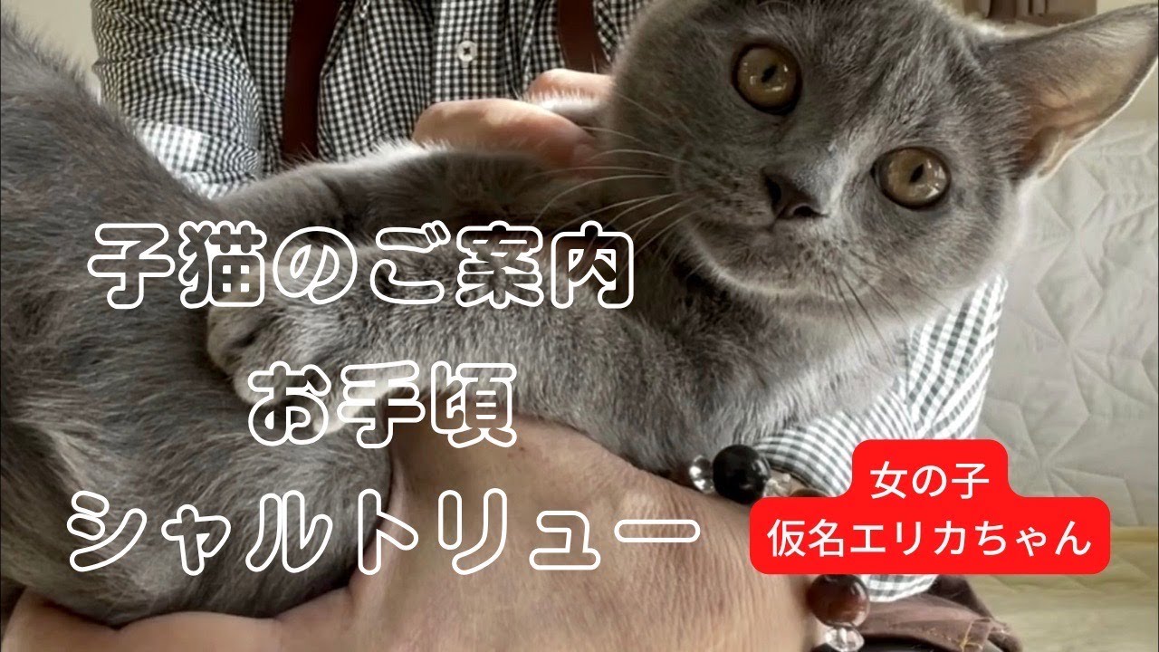 【2022,8.25生 シャルトリュー女の子 ご紹介】