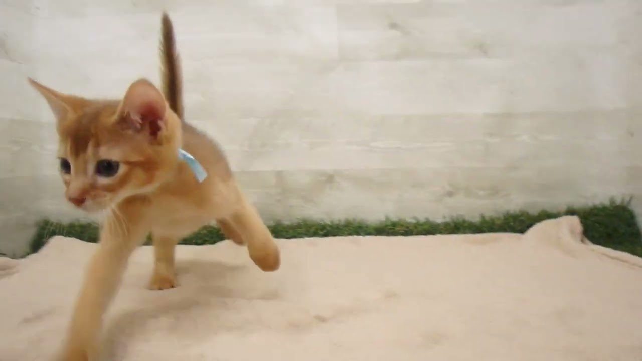 00586728 アビシニアン