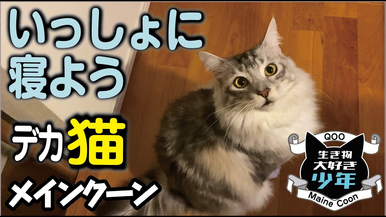 【メインクーン】夜中、飼い主が寝るまで健気に待つ大型猫