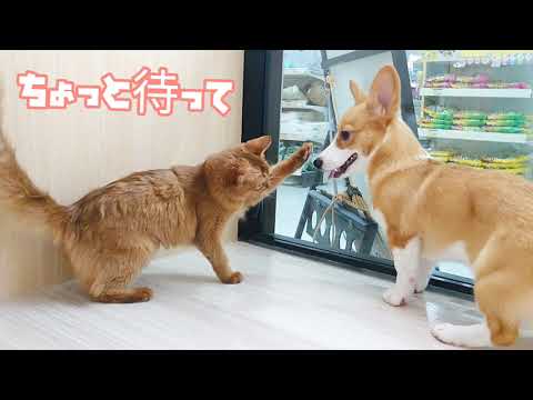 【コーギー×ソマリ】ふたりはなかよし