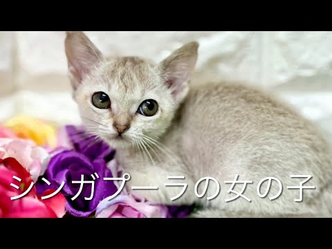 シンガプーラの子猫　（和歌山）
