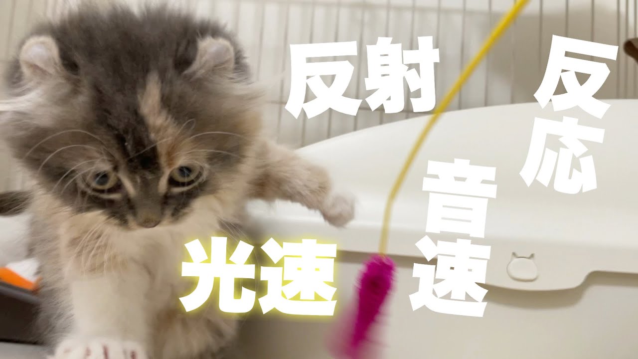 光速の子猫【アメリカンカール】